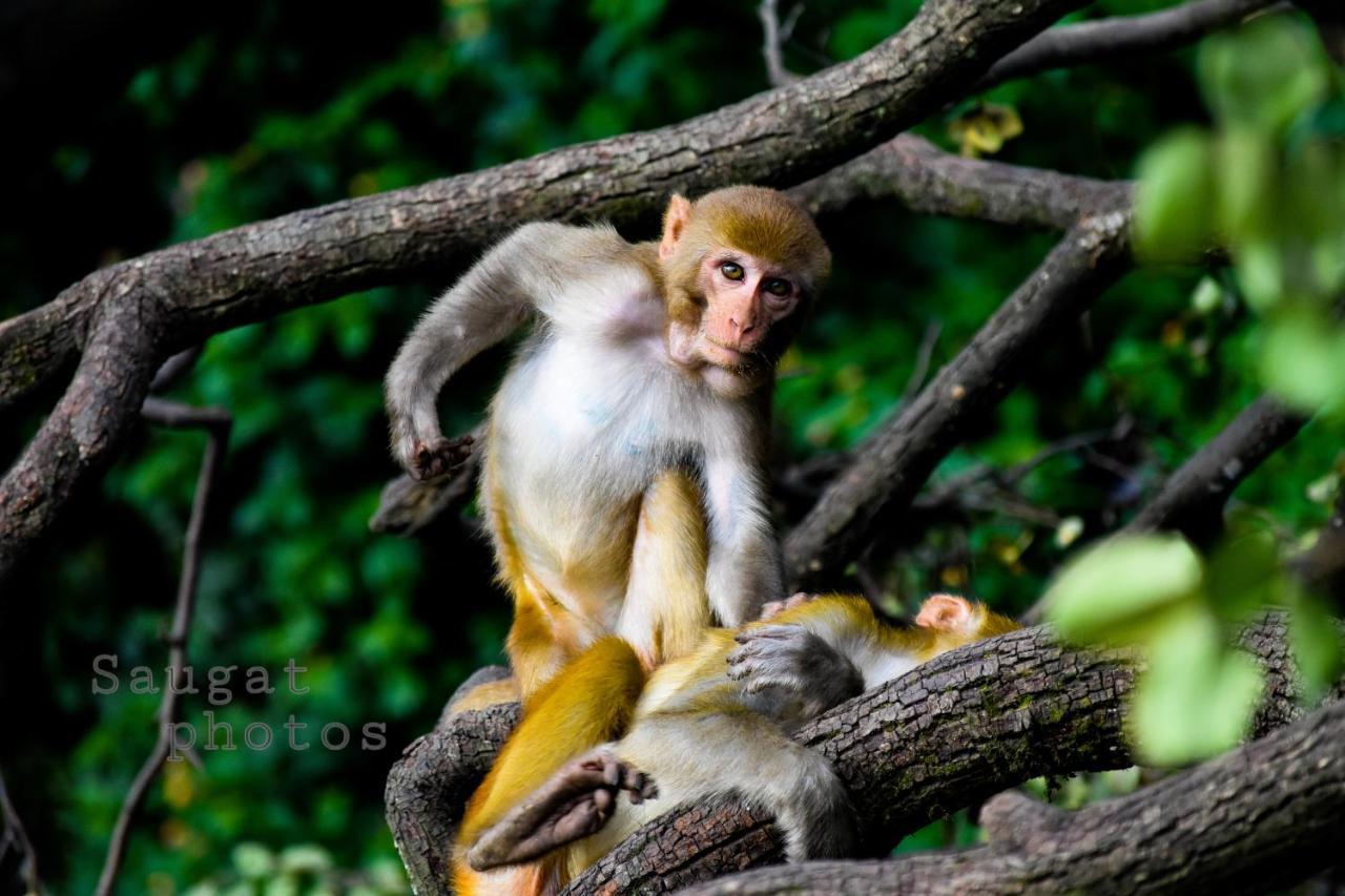 Bardia Wildlife Resort Bardiya Luaran gambar