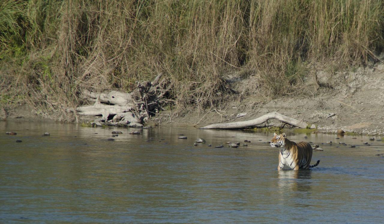 Bardia Wildlife Resort Bardiya Luaran gambar