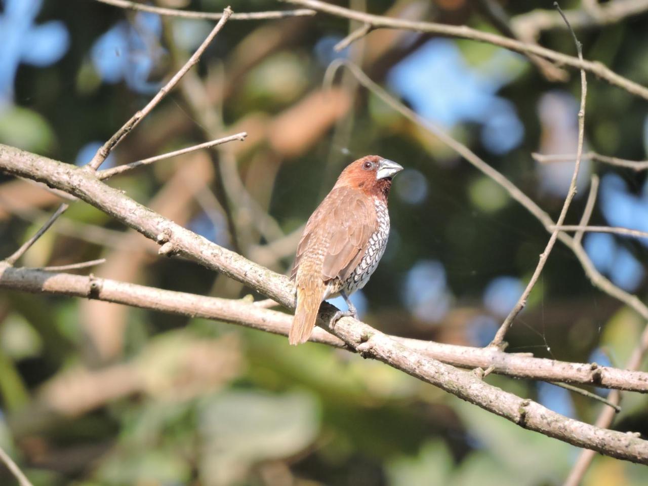 Bardia Wildlife Resort Bardiya Luaran gambar